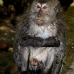monkey_macaque_balinese_mf_ubud_v_0695_bal0705.jpg